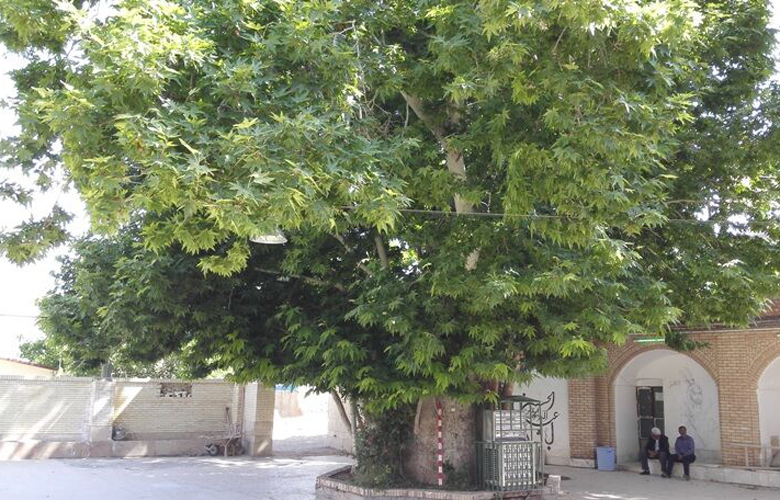 ثبت ملی درخت چنار روستای کهنوج معزآباد